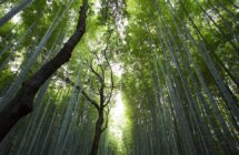 全球视野，精准上云：海外云服务器多节点选择与业务适配全指南