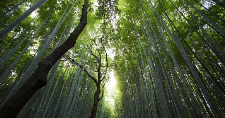 全球视野，精准上云：海外云服务器多节点选择与业务适配全指南